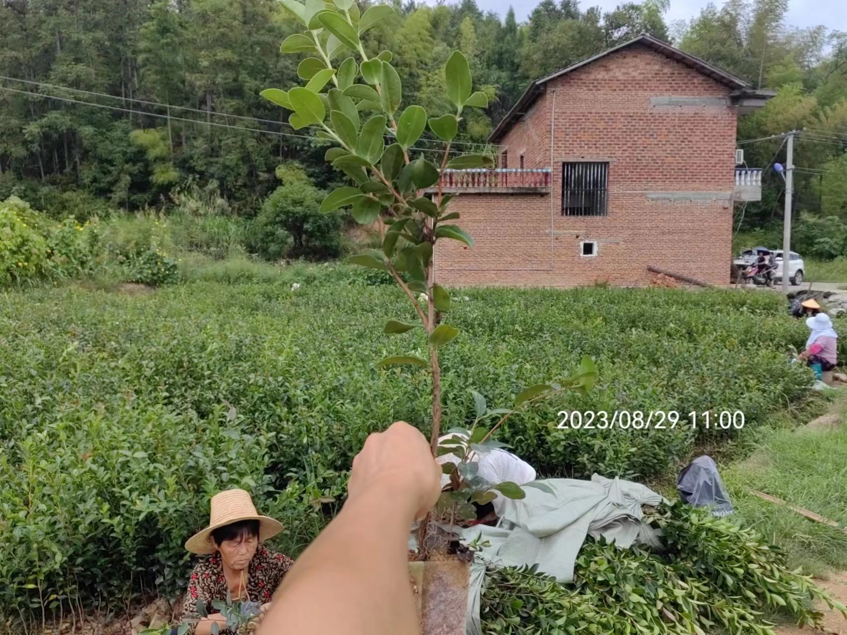 株洲市油茶苗厂家湖南油茶苗基地、价格、基地销售、基地批发【攸县丫江桥镇新飞苗木经营部】