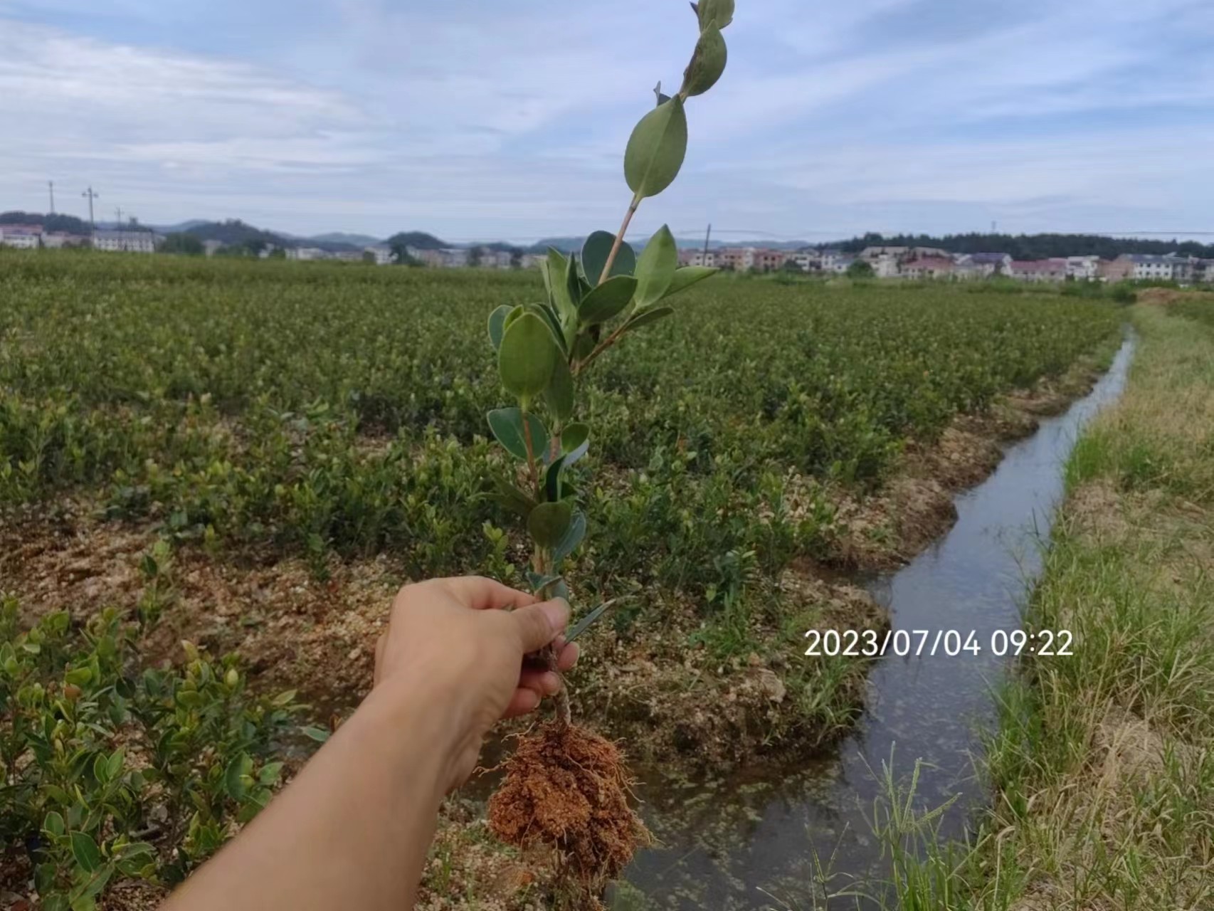 油茶树苗基地、价格、基地销售、基地批发【攸县丫江桥镇新飞苗木经营部】图片