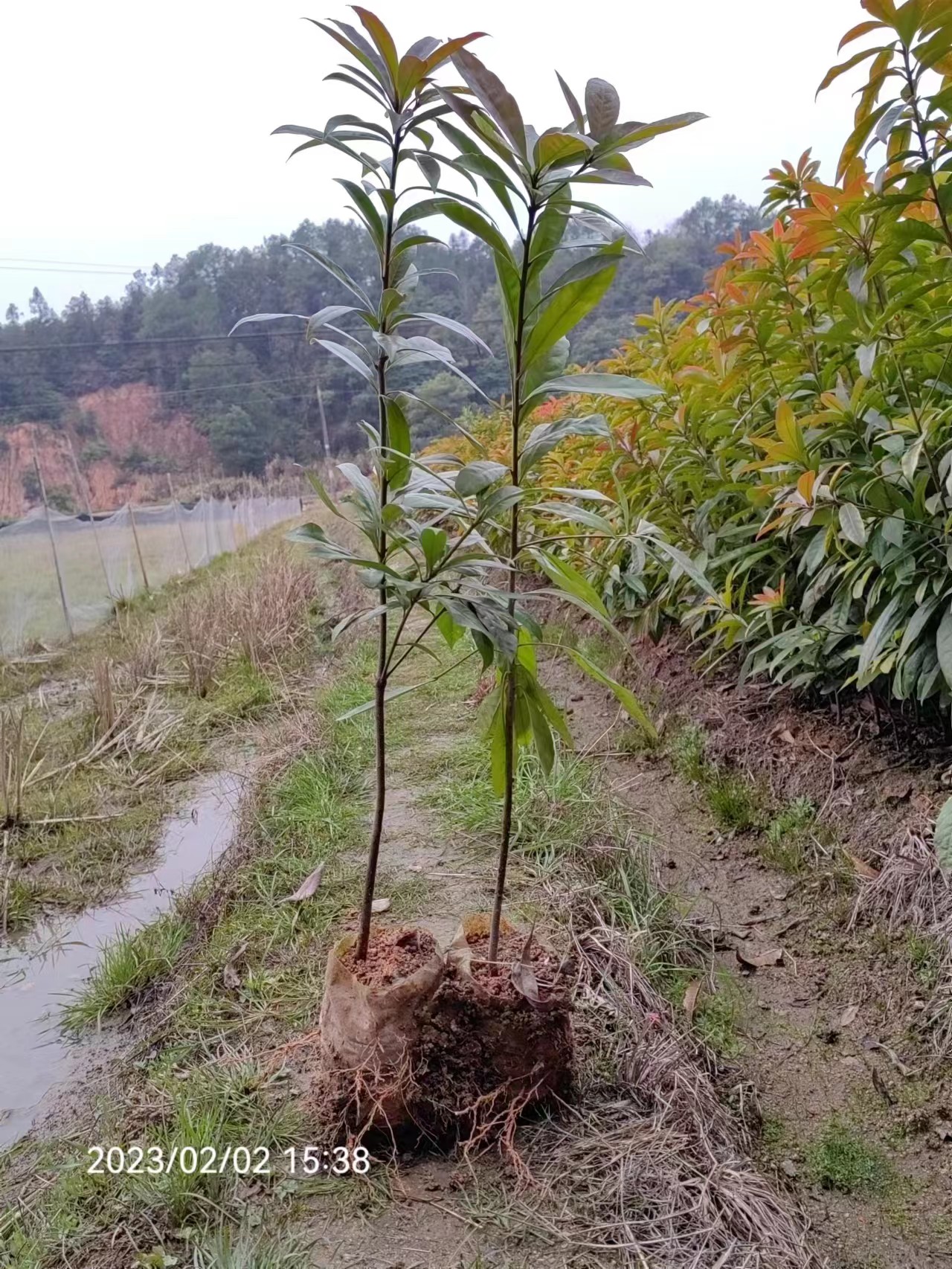 木荷苗基地批发、价格、种植基地、多少钱攸县丫江桥镇新飞苗木经营部】图片