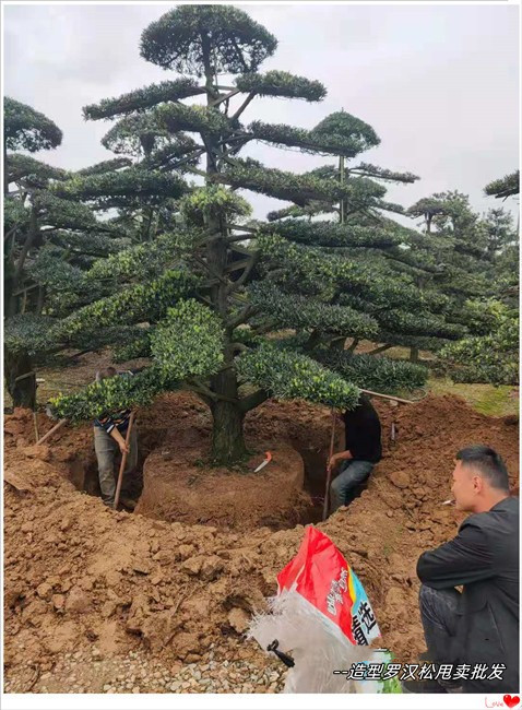直桿式瀏陽造型羅漢松,云片式羅漢松秋季銷量蹭蹭漲 羅漢松AB