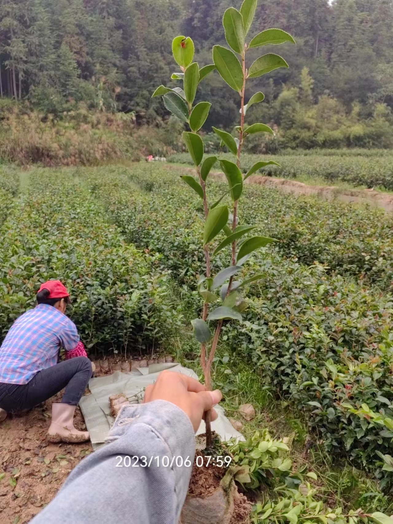 湖南实生小杯油茶苗基地-价格-基地销售-多少钱一棵【攸县丫江桥镇新飞苗木经营部】图片