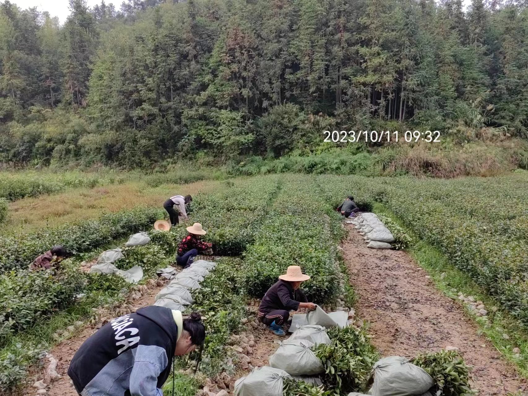 江西实生小杯油茶苗批发-价钱-供应商-销售-联系电话【攸县丫江桥镇新飞苗木经营部】图片