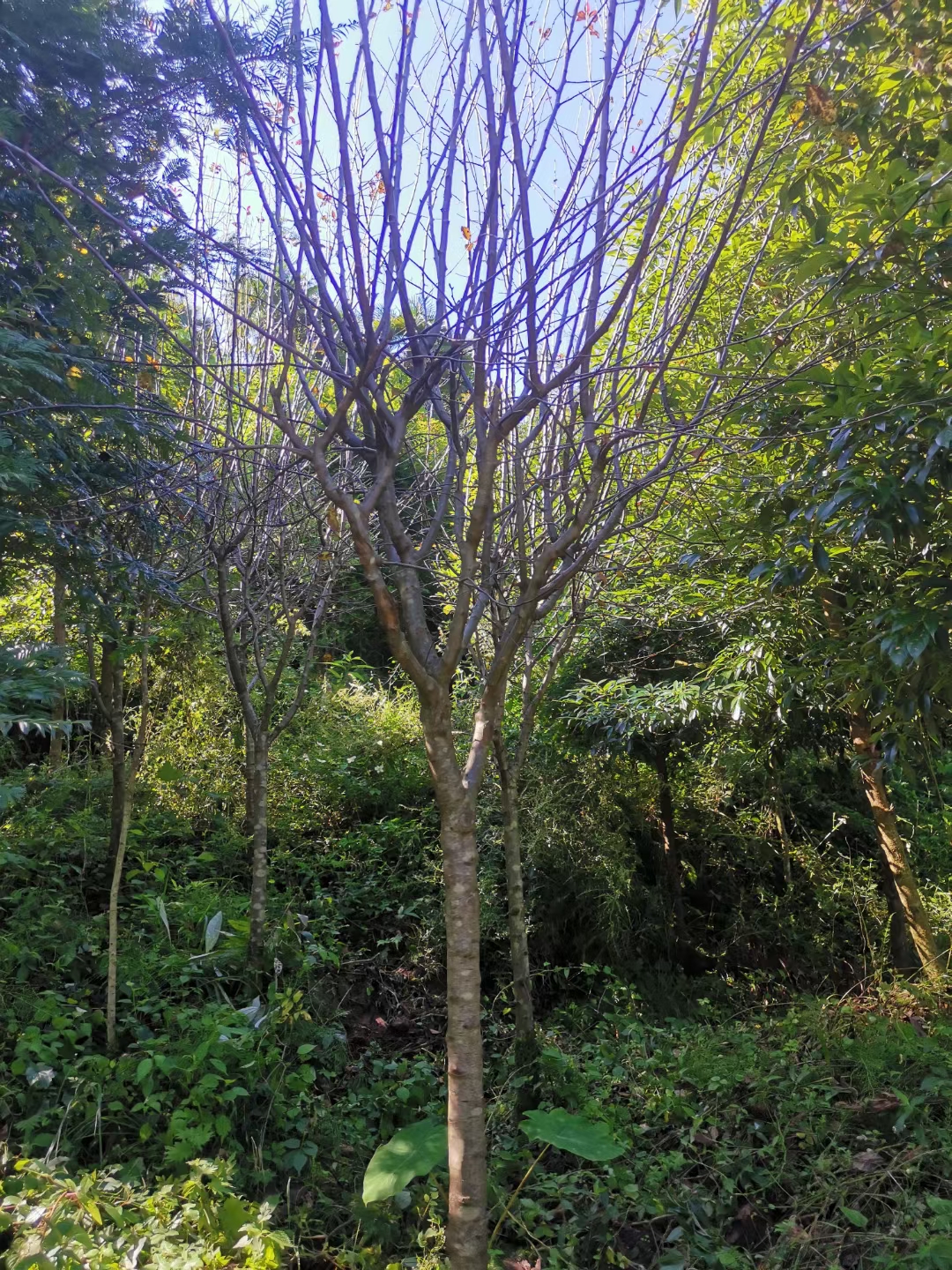 海棠苗北美海棠苗价格多少一棵-海棠苗种植基地现货供应-出售电话13628158376