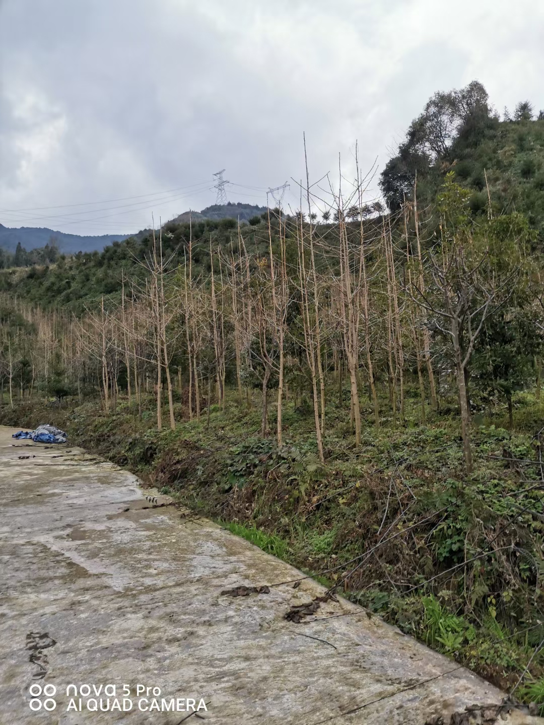 金叶银杏苗基地批发-金叶银杏苗现货供应多少钱规格全 全国发货图片