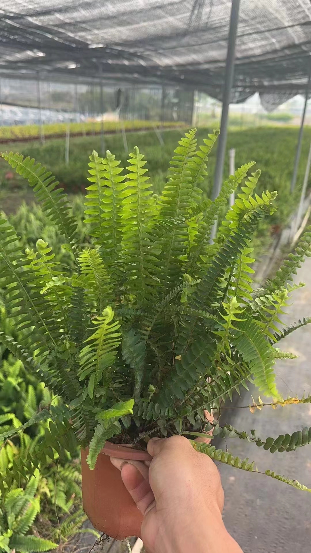 肾蕨/排骨草/地被植物/水生植物/园林绿化设计施工/绿化苗木种植施工/绿化养护公司图片