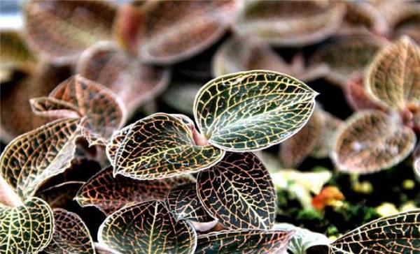 種植圖片/種植樣板圖 (3)