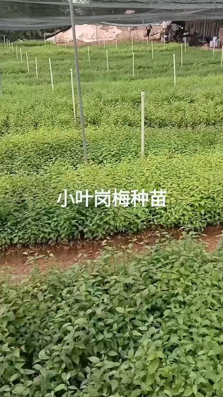 广西岗梅苗小苗批发，多少钱，大量定货，找那家便宜【亚森苗木场】