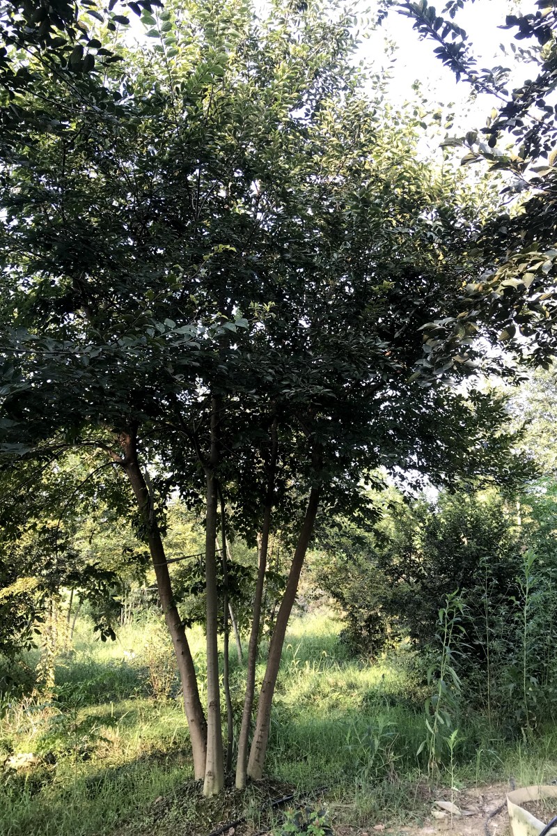 江西5杆丛生朴树批发-基地-多少钱-哪里有【江西绿茵园林工程有限公司】图片