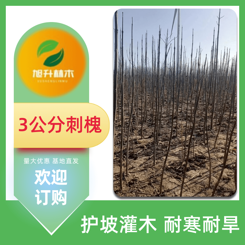 3公分刺槐树苗种植基地_销售_批发_供货商【民权旭升林木种植有限公司】图片