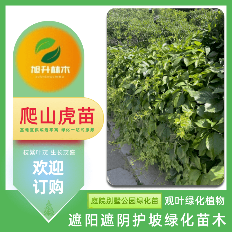 藤本植物图片