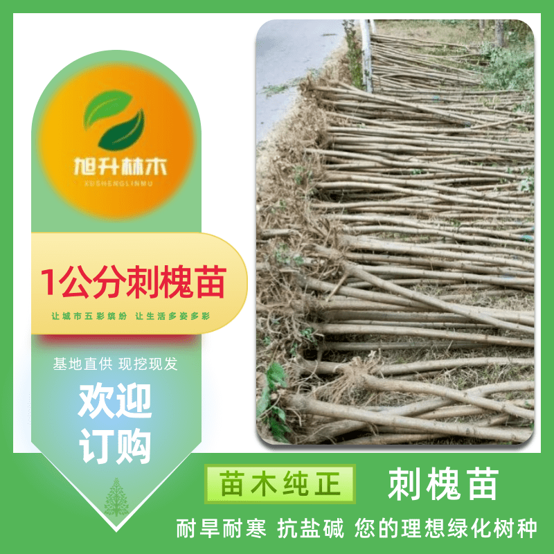 0.5公分刺槐苗基地出售_批发_价格_供应商【民权旭升林木种植有限公司】