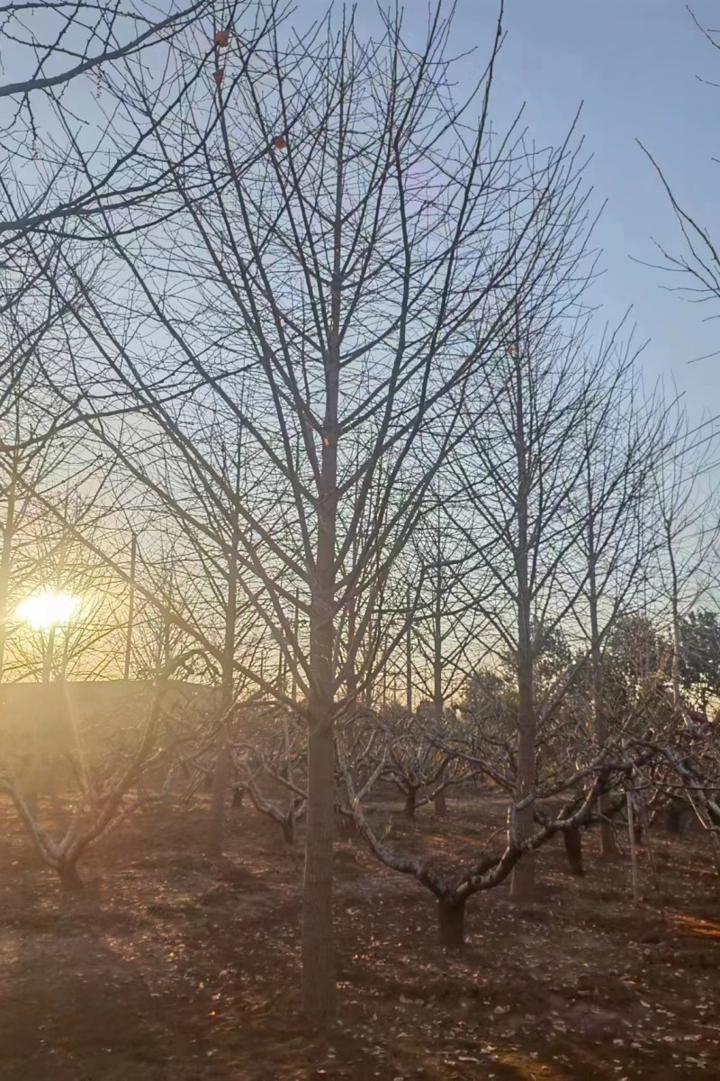 山东精品银杏树基地-批发-种植苗圃-价钱-现货图片