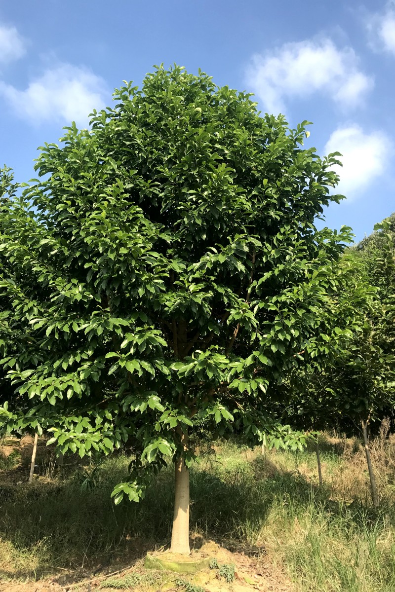 乐昌含笑树苗 10-15公分乐昌含笑小苗电话苗圃基地产地批发图片