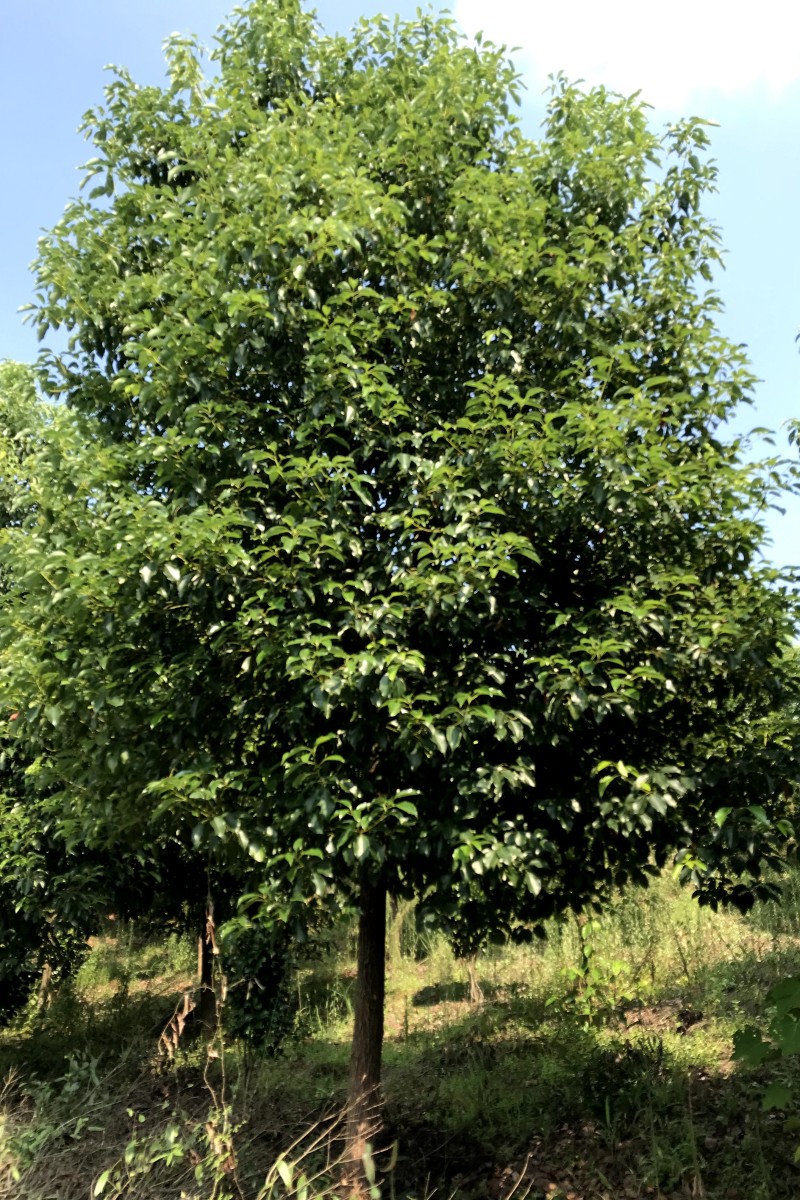 风景建设 绿化香樟树 10-15公分香樟树 苗圃供应 批发 绿茵园林图片