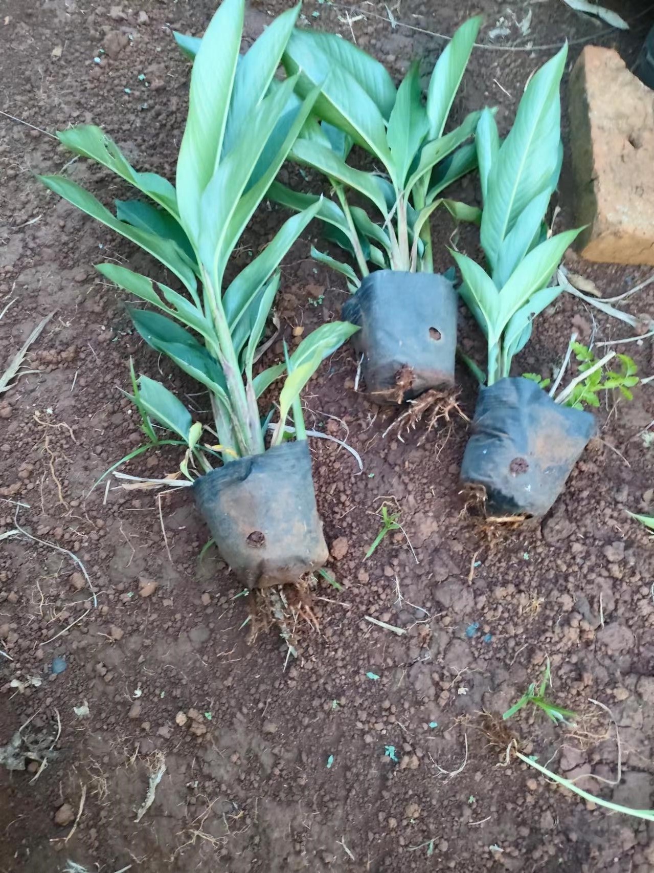 黃鳥焦圖片/黃鳥焦樣板圖 (2)