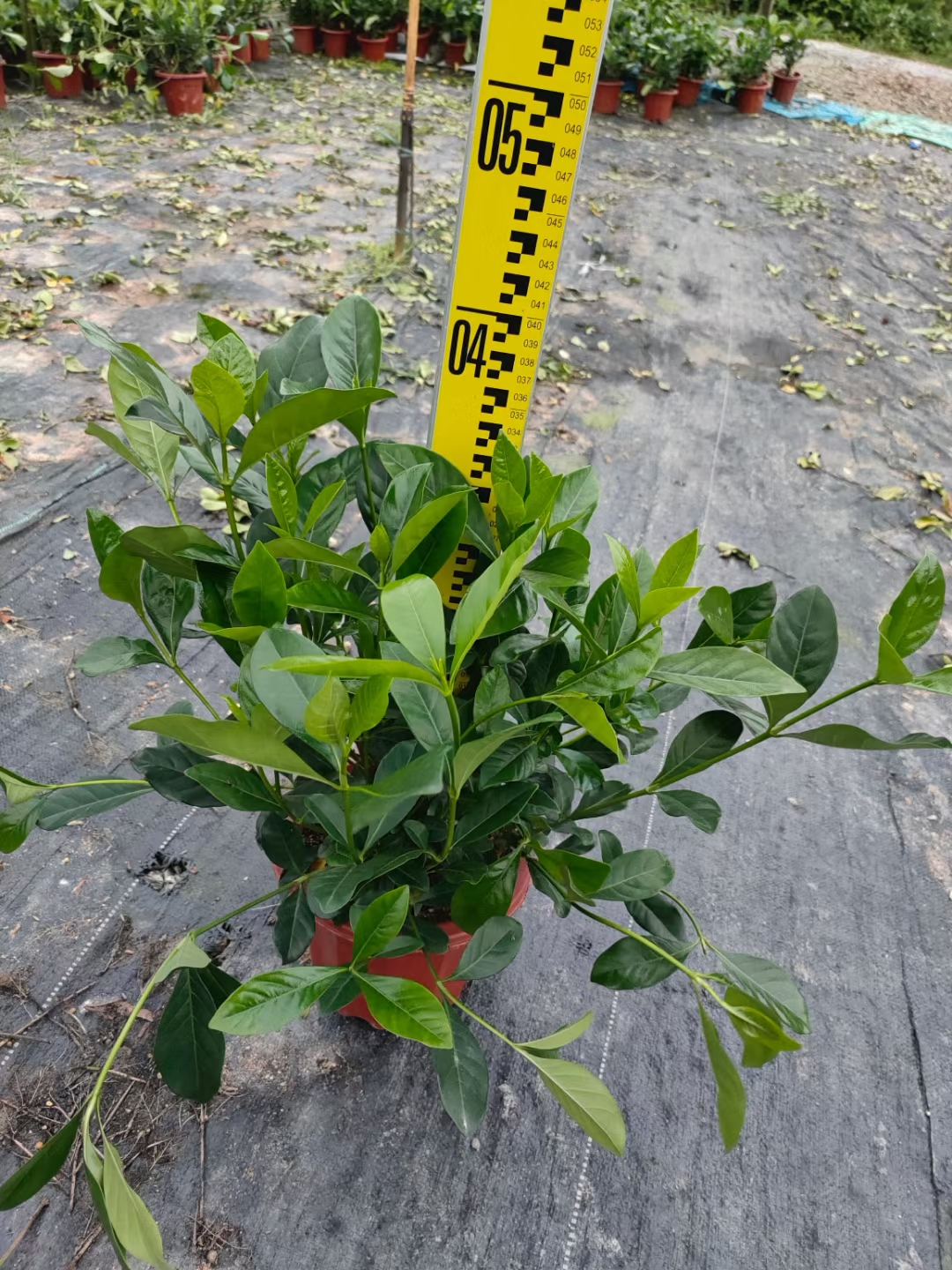 海南珍珠狗牙花种植-珍珠狗牙花基地-珍珠狗牙花批发-珍珠狗牙花哪家好图片