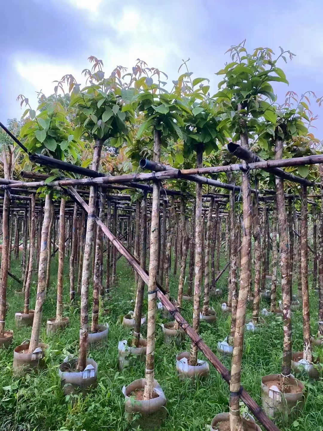 海口市大叶紫薇厂家海南大叶紫薇批发-大叶紫薇种植-大叶紫薇基地-大叶紫薇价钱-大叶紫薇哪家好