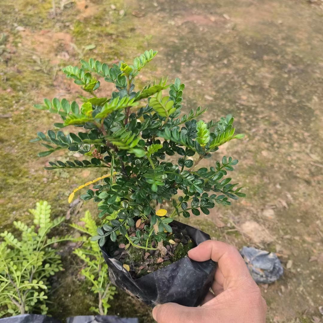 海南清香木基地-清香木批发-清香木种植-清香木价钱-清香木哪家好图片