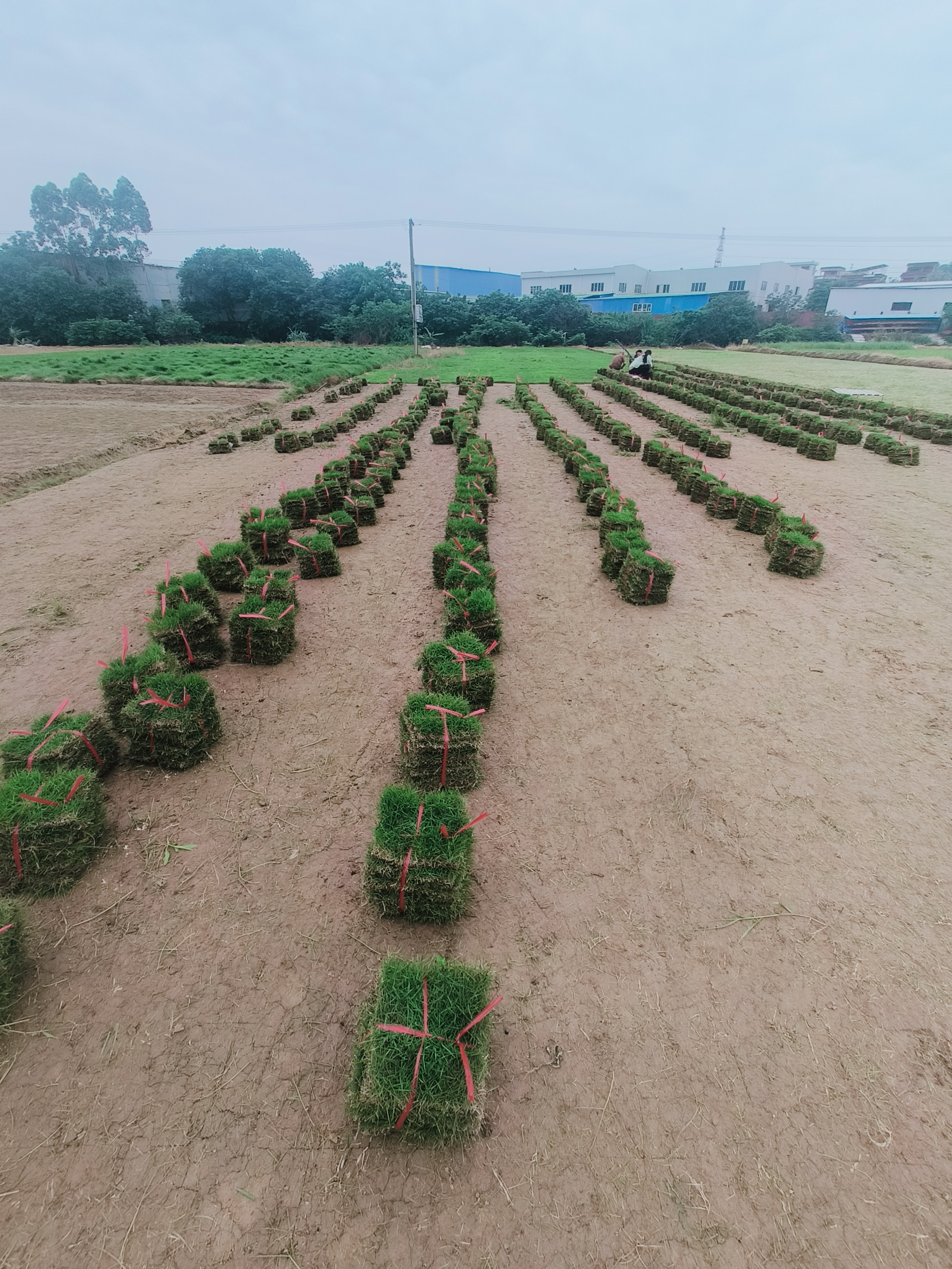 大叶油草卷种植基地，产地销售，报价，批发【佛山市三水区华丙种植场】图片