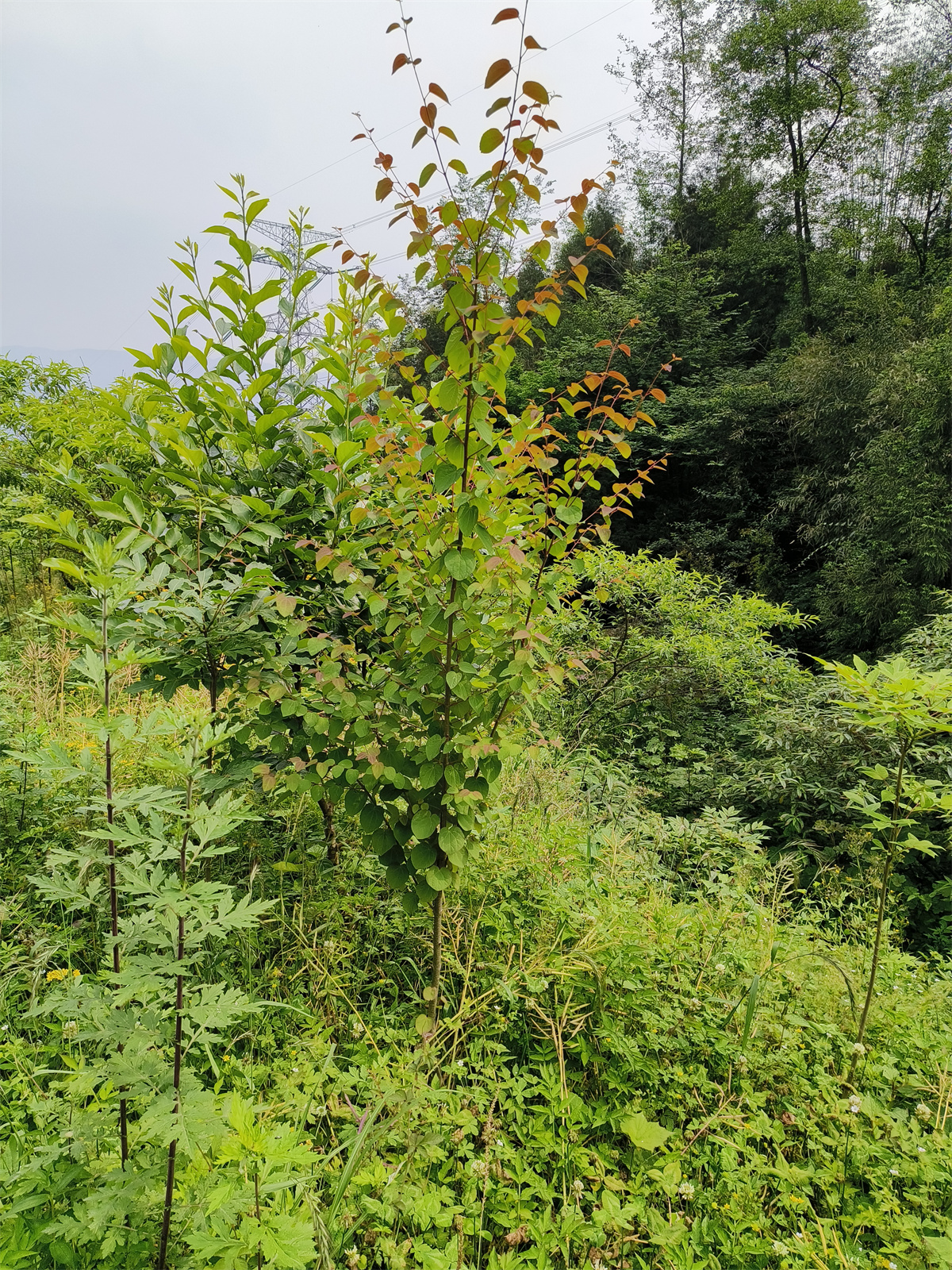 出售连香树基地现货出售连香树价格多少钱.哪里有出售连香树.景观绿化连香树