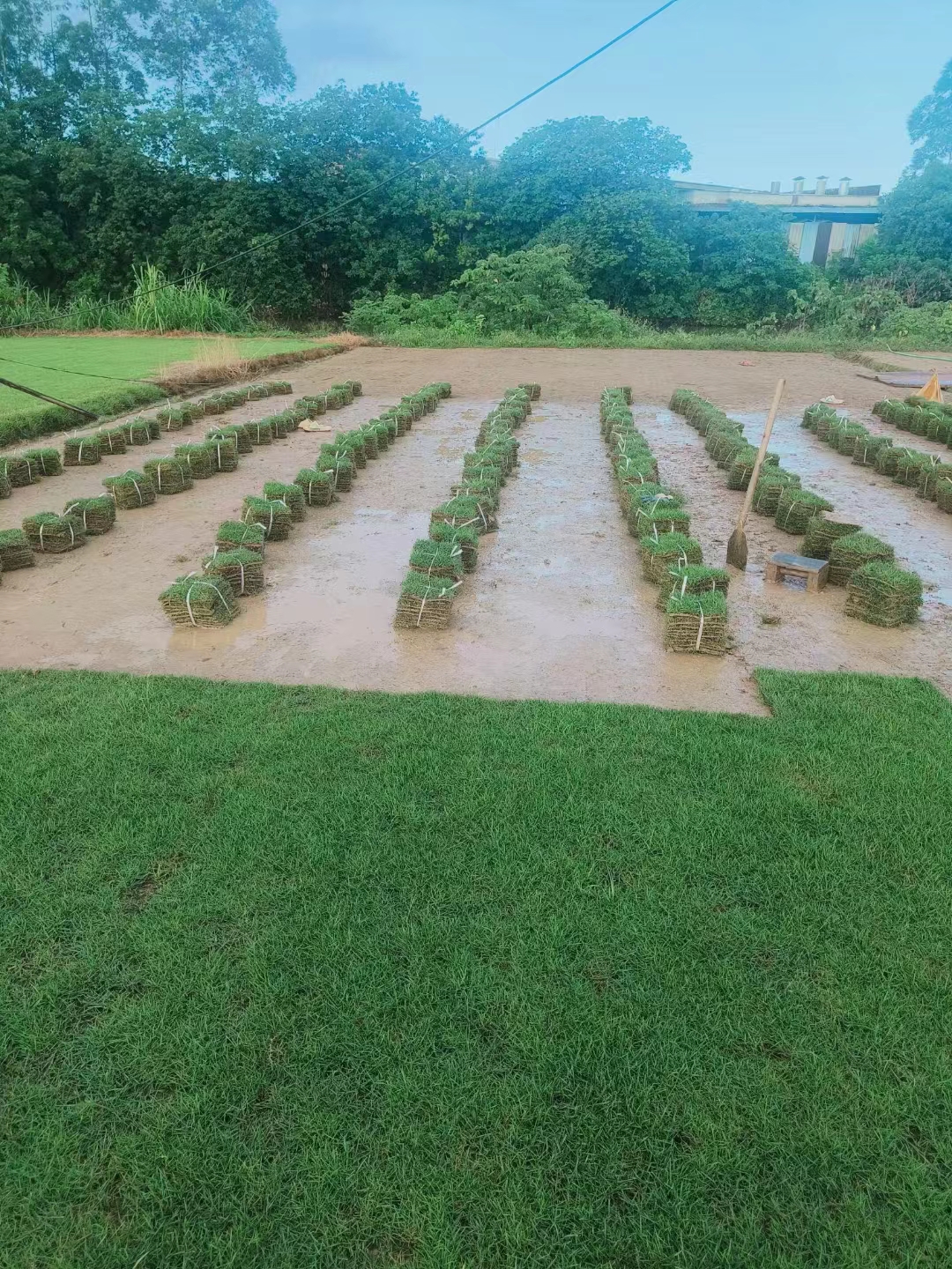 广州市区草皮供应、产地、销售、报价【佛山市三水区华丙种植场】图片