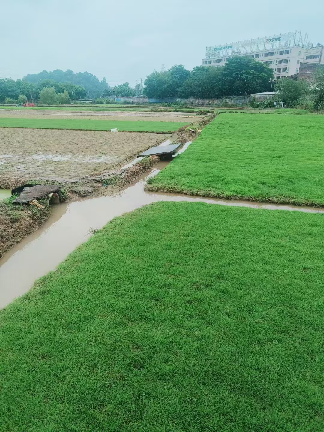 南海区草皮种植基地-产地-销售-报价【佛山市三水区华丙种植场】图片