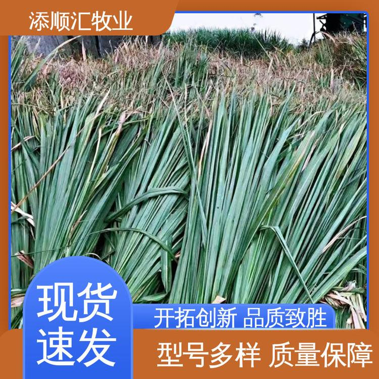 廣西常年供應(yīng)甘蔗尾草料廠家報(bào)價、哪家好、價錢、批發(fā)價格