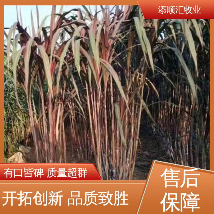 喂羊 編織袋 壓捆直發(fā) 費用低 甘蔗尾報價 添順匯牧業(yè)