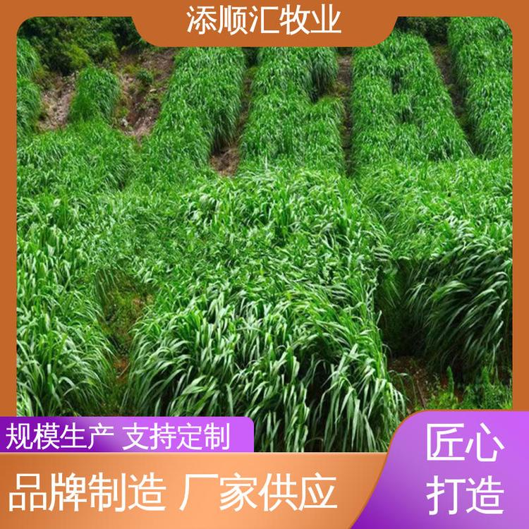 添順匯牧業(yè) 高產(chǎn)牧草 喂羊 密封包裝 儲(chǔ)存良好 產(chǎn)量充足