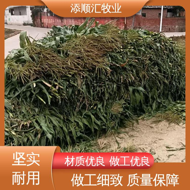 添順匯牧業(yè) 養(yǎng)馬 營(yíng)養(yǎng)成分豐富小麥秸稈 基地直發(fā)