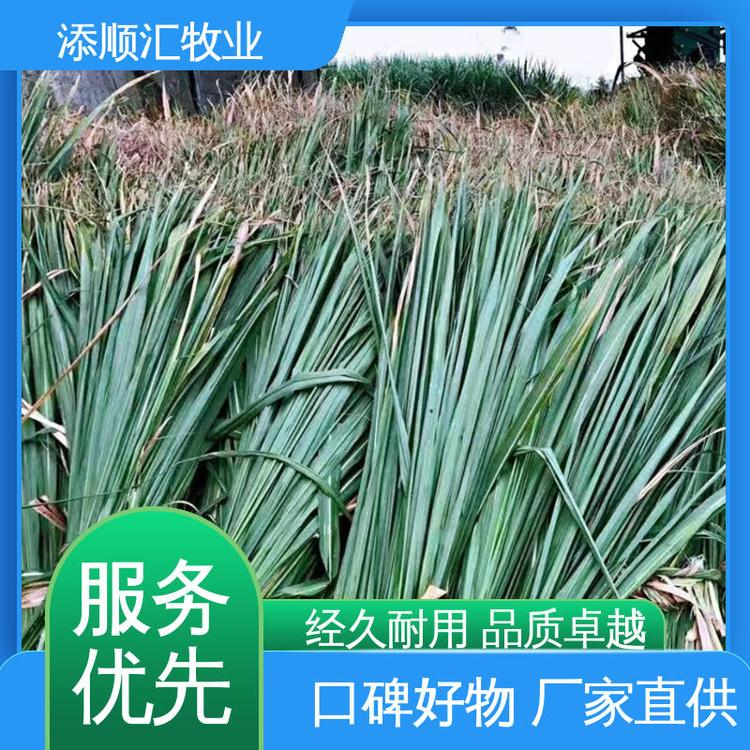 添順匯牧業(yè) 高產(chǎn)牧草 喂羊 密封包裝 儲(chǔ)存良好 產(chǎn)量充足