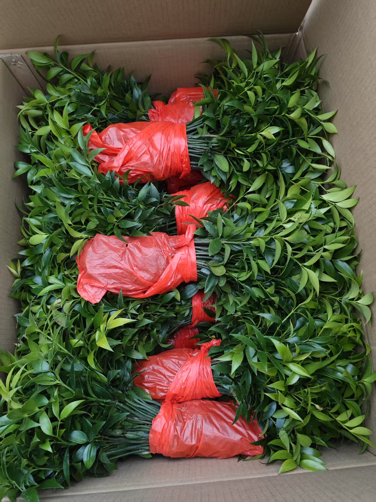 龍巖市 竹柏盆苗批發(fā)價格 出售竹柏觀賞小苗盆栽 竹柏苗種植基地