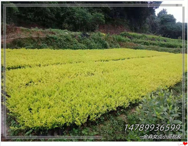 湖南金森女貞杯苗,瀏陽金冠女貞毛球生意風(fēng)生水起 金冠女貞
