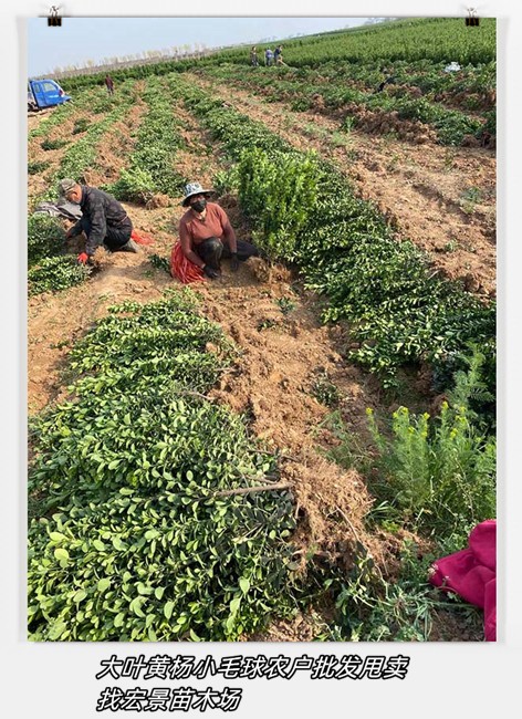 湖南夾竹桃毛球,多分支夾竹桃杯苗2026銷量賣得紅火   多分支夾竹桃