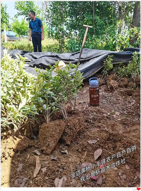 湖南小葉黃楊毛球,瀏陽(yáng)大葉黃楊杯苗春季賣苗人絡(luò)繹不絕   大葉黃楊杯苗W