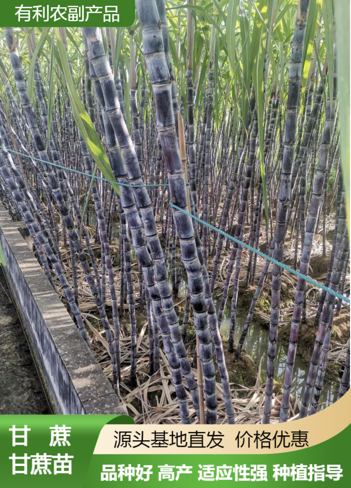 黑皮甘蔗產(chǎn)地批發(fā)價(jià)格、廣西博白黑皮甘蔗產(chǎn)地全國發(fā)貨、黑皮甘蔗供應(yīng)商電話