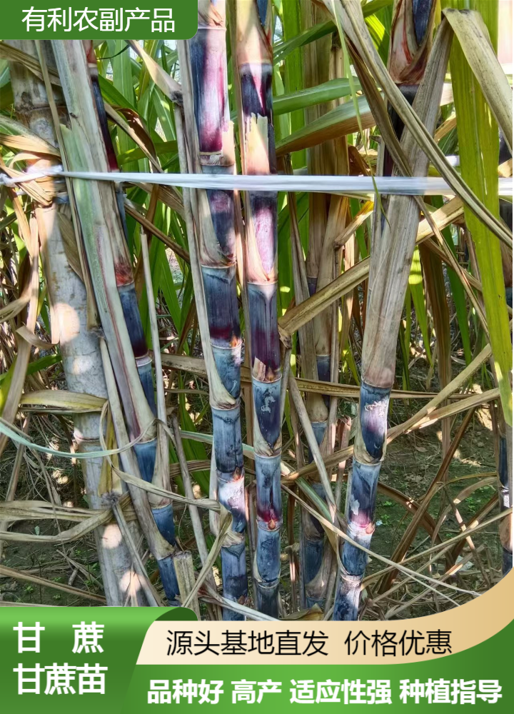 黑皮甘蔗產(chǎn)地批發(fā)價(jià)格、廣西博白黑皮甘蔗產(chǎn)地全國發(fā)貨、黑皮甘蔗供應(yīng)商電話
