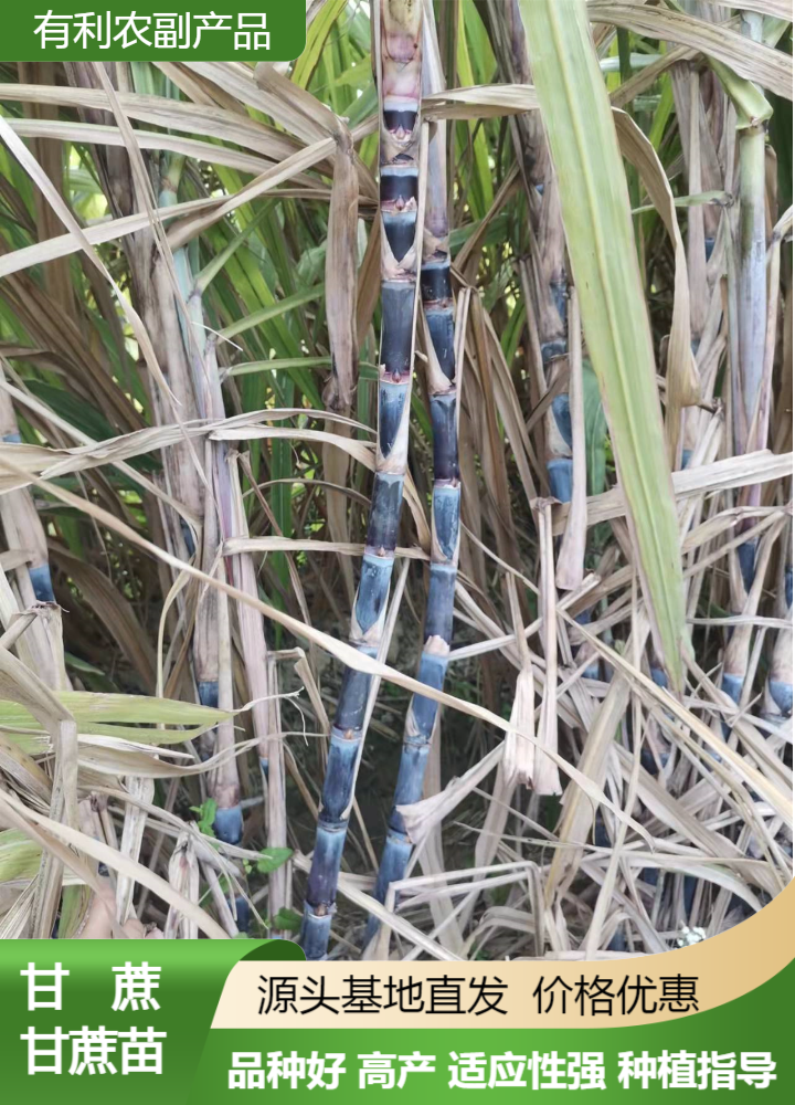 黑皮甘蔗產(chǎn)地批發(fā)價(jià)格、廣西博白黑皮甘蔗產(chǎn)地全國發(fā)貨、黑皮甘蔗供應(yīng)商電話