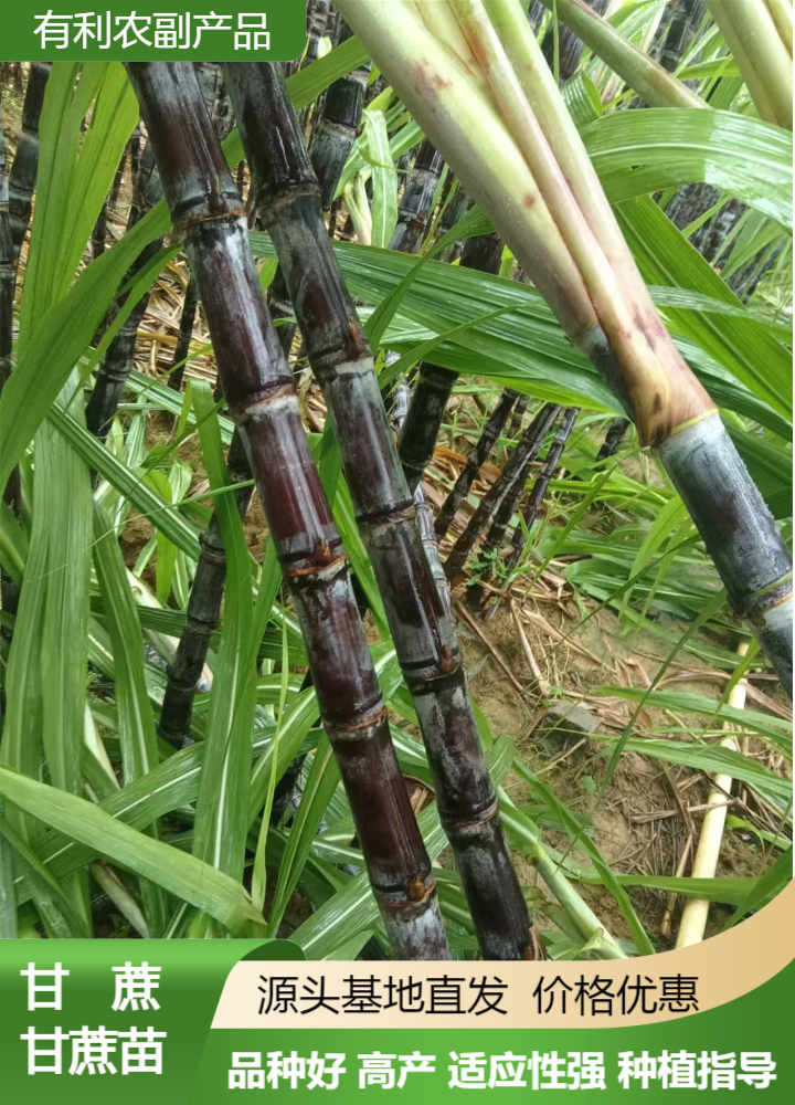 黑皮甘蔗產(chǎn)地批發(fā)價(jià)格、廣西博白黑皮甘蔗產(chǎn)地全國發(fā)貨、黑皮甘蔗供應(yīng)商電話