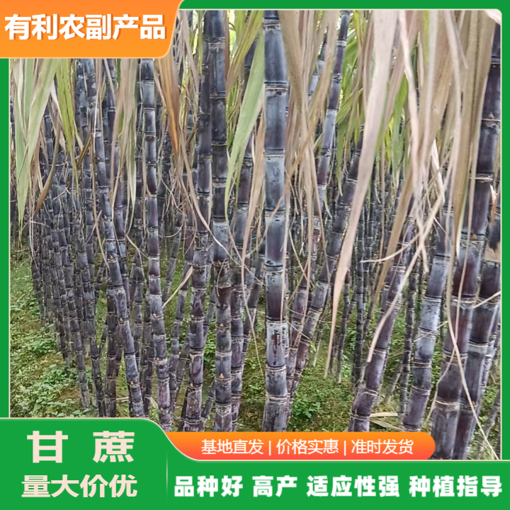 廣西黑皮甘蔗批發(fā)價(jià)格.黑皮甘蔗批發(fā)價(jià)哪家實(shí)惠.黑皮甘蔗產(chǎn)地直銷