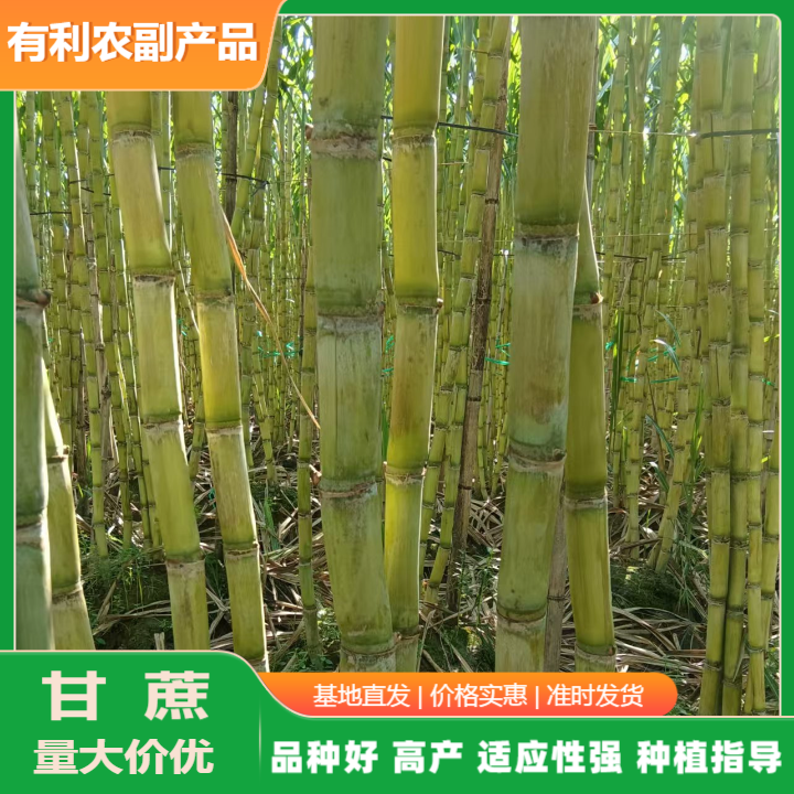 產(chǎn)地直銷青皮甘蔗批發(fā).廣西青皮甘蔗批發(fā)全國(guó)發(fā)貨