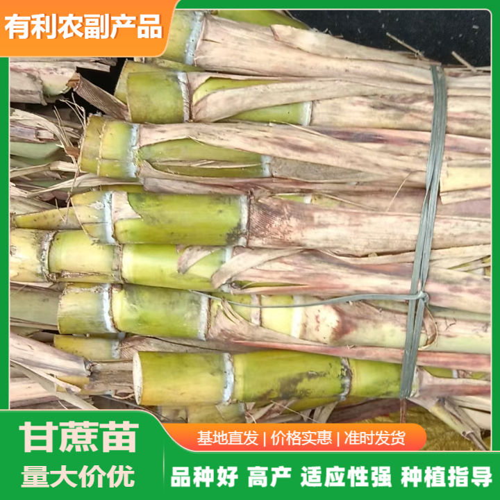 廣西青皮甘蔗苗基地直批價(jià).青皮甘蔗種苗批發(fā)價(jià)格多少錢@有利農(nóng)副產(chǎn)品