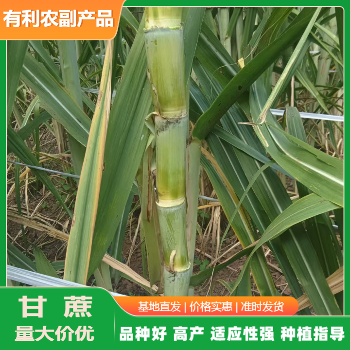 產(chǎn)地直銷青皮甘蔗批發(fā).廣西青皮甘蔗批發(fā)全國(guó)發(fā)貨