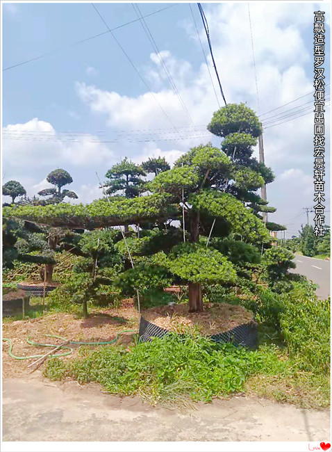 大飄枝湖南造型羅漢松,臨水長飄羅漢松2026市場普遍上漲  大飄枝羅漢松A