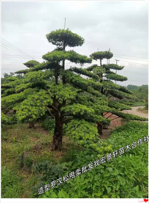 大飄枝湖南造型羅漢松,臨水長飄羅漢松2026市場普遍上漲  大飄枝羅漢松A