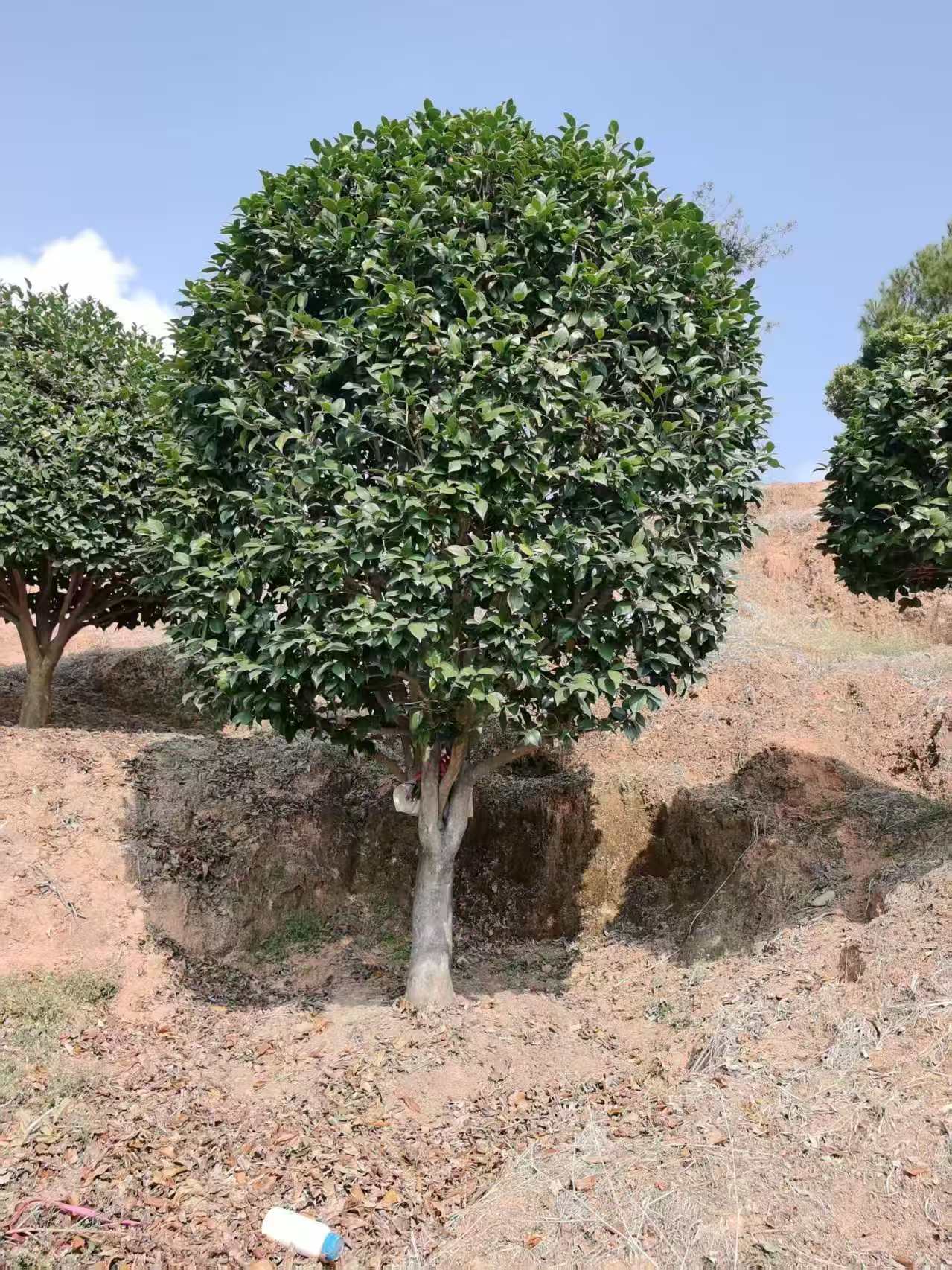 龍巖市 大型茶花樹苗綠化工程用_嫁接造型山茶花苗批發(fā)價(jià)格