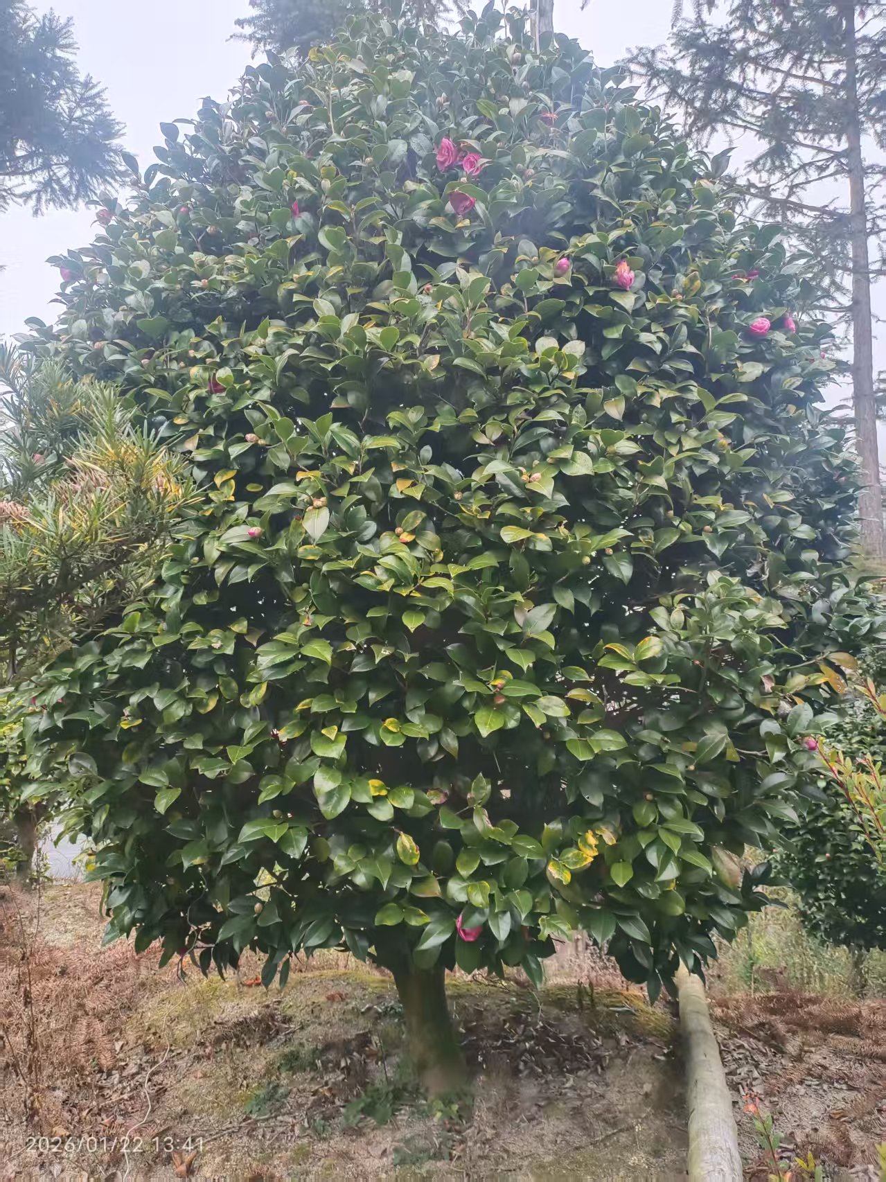 龍巖市 大型茶花樹苗綠化工程用_嫁接造型山茶花苗批發(fā)價(jià)格