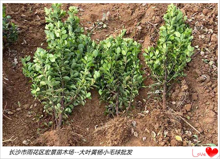 湖南小葉黃楊毛球,瀏陽(yáng)大葉黃楊杯苗春季賣苗人絡(luò)繹不絕   大葉黃楊杯苗W