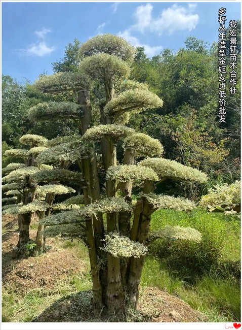 節(jié)后湖南造型金姬女貞,瀏陽亮晶女貞棒棒糖再創(chuàng)新高   瀏陽金姬女貞