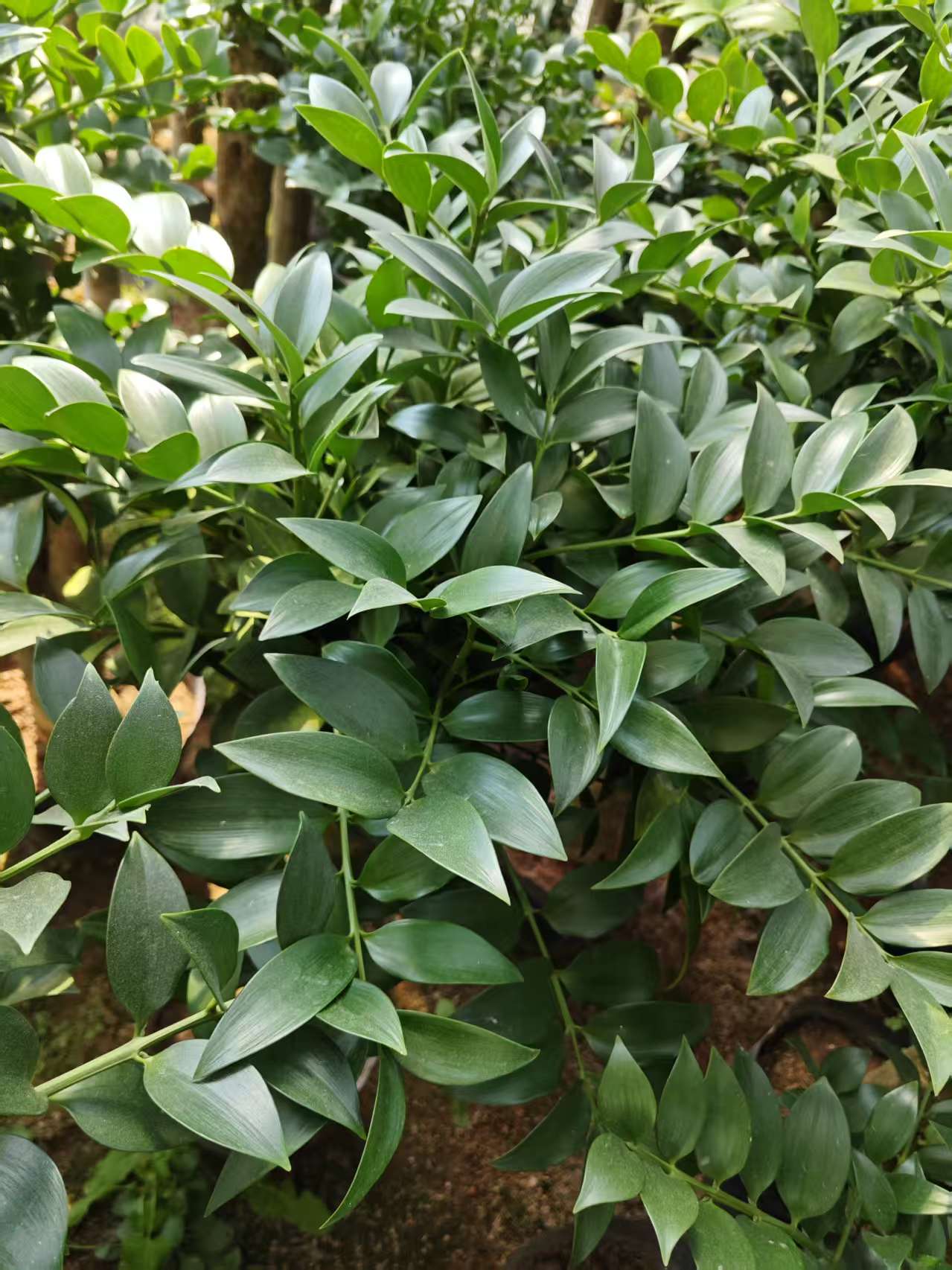 福建龍巖 竹柏樁苗 圓葉竹柏樁批發(fā)價(jià)格 竹柏樹苗木種植基地